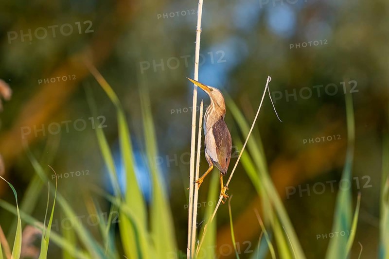 Little bittern (Ixobrychus minutus), lurking on reed stalks, Danube Delta, Romania