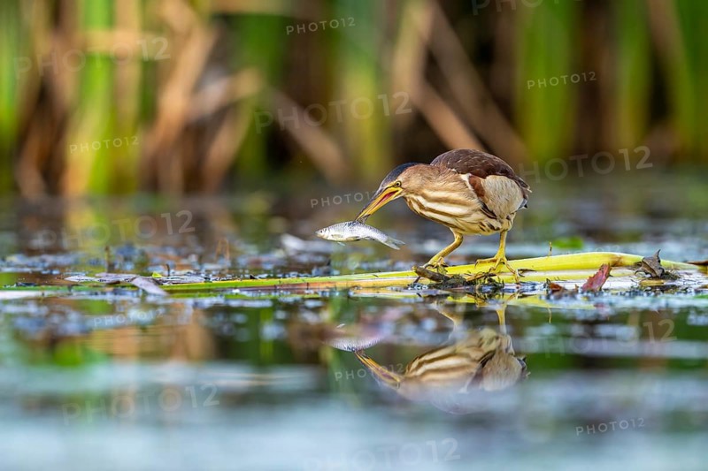 Little Bittern (Ixobrychus minutus), in reeds, with fish in its beak, Race, Slovenia