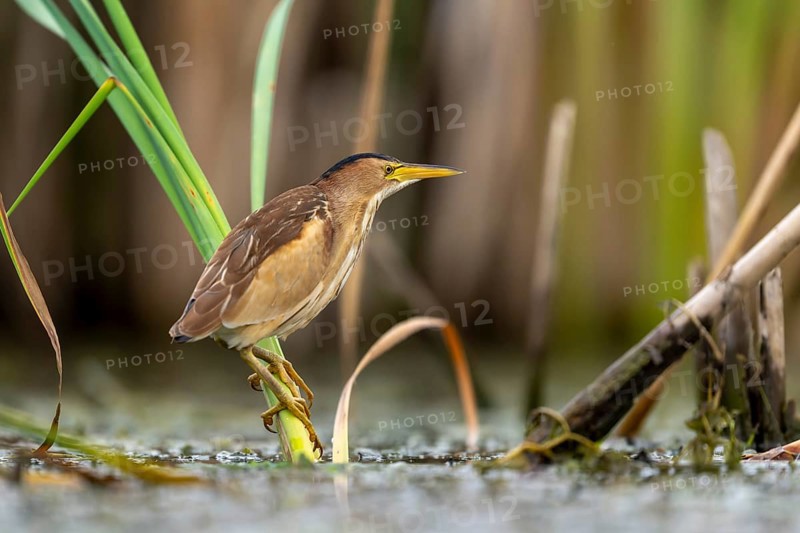 Little Bittern (Ixobrychus minutus) sitting on reed stalk, Race, Slovenia