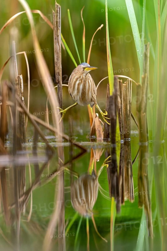 Little Bittern (Ixobrychus minutus), lurking in reeds, Race, Slovenia
