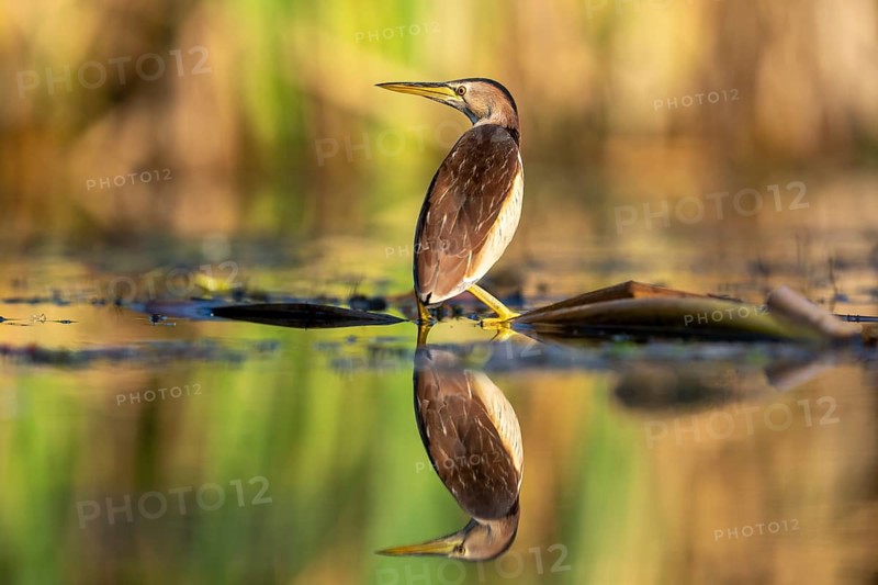 Little Bittern (Ixobrychus minutus), in water, with reflection, Race, Slovenia