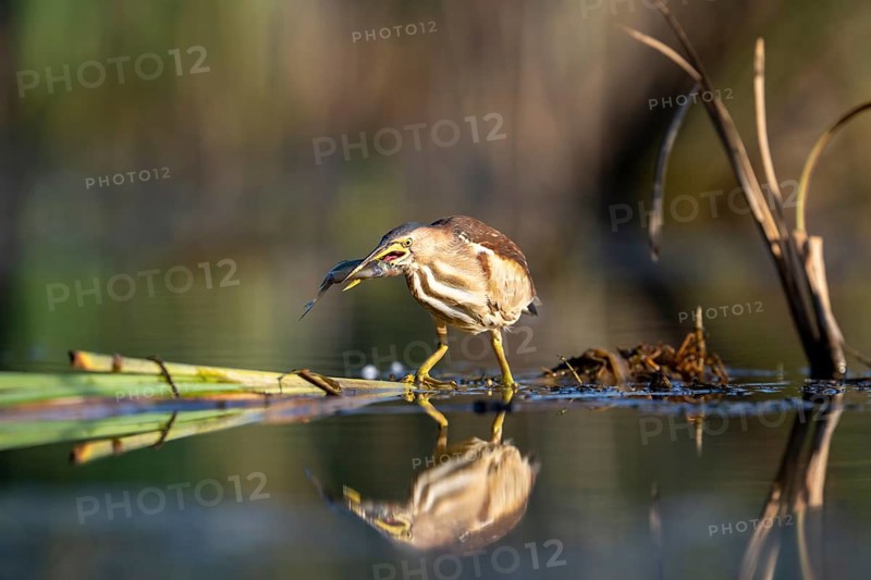 Little Bittern (Ixobrychus minutus), in water, with fish, with reflection, Race, Slovenia