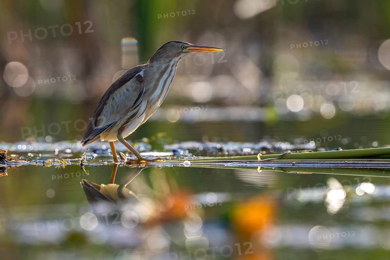Little Bittern (Ixobrychus minutus), in water, Race, Slovenia
