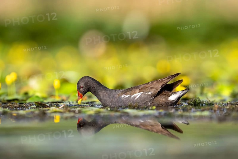 Pond grouse (Gallinula chloropus, in water, Race, Slovenia