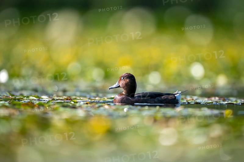 Bog duck (Aythya nyroca) swimming, Race, Slovenia