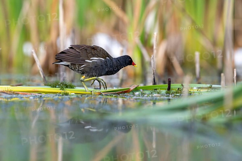 Pond grouse (Gallinula chloropus) .on the water, Race, Slovenia