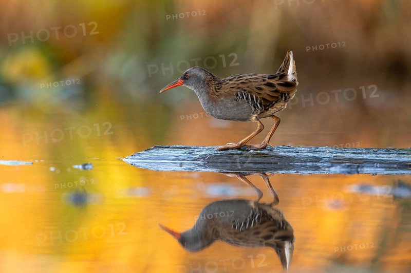 Water rail (Rallus aquaticus), on tree trunk in water, standing, warm colorful sunlight, Race, Slovenia