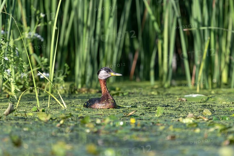 Red-necked grebe (Podiceps grisegena), in water, Danube Delta, Romania