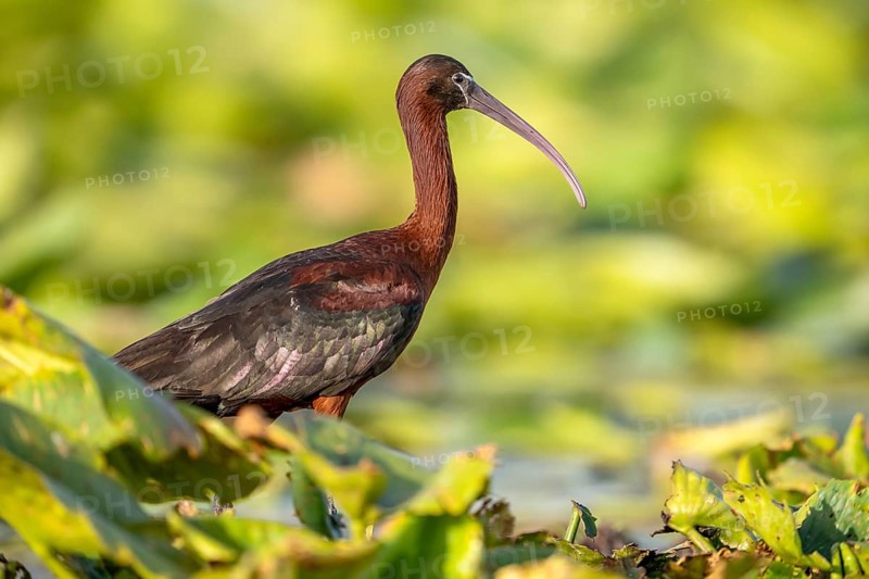 Brown sickle (Plagadis falcinellus), sideways on pond roses, Danube Delta, Romania