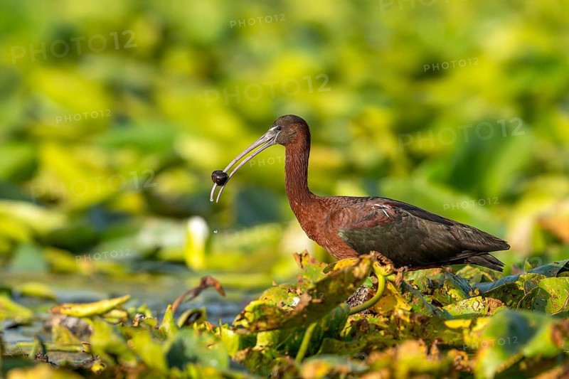 Brown sickle (Plagadis falcinellus), laterally on pond roses, with fluke in beak, Danube Delta, Romania