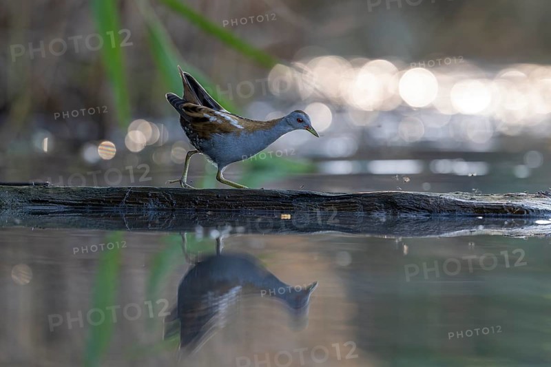 Little swamp hen (Porzama parva), on tree trunk in water, Race, Slovenia