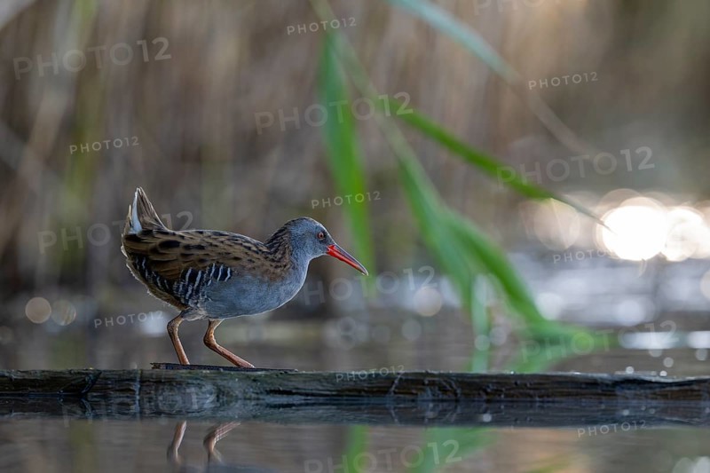 Water rail (Rallus aquaticus), on tree trunk in water, standing, Race, Slovenia