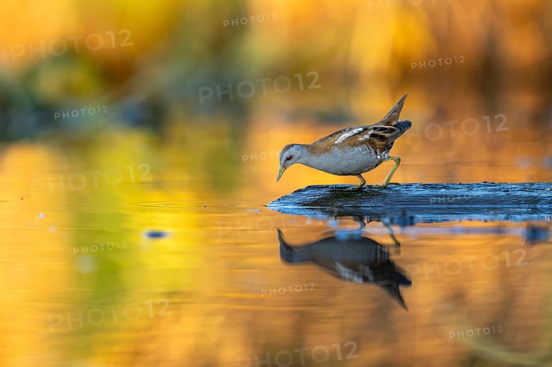 Little swamp hen (Porzama parva), on tree trunk in water, colorful evening light, Race, Slovenia