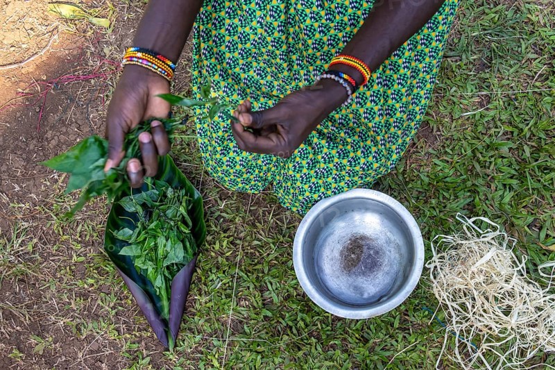 Local woman making traditional paint from leaves, near Fort Portal, Uganda
