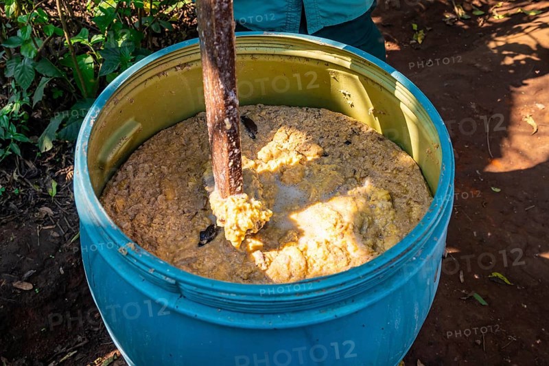 Production of banana brandy, banana plantation, near Fort Portal, Uganda