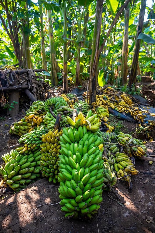 Banana ripening process, banana plantation, near Fort Portal, Uganda