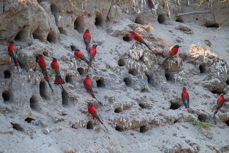 Breeding caves on the banks of the Kwando, Southern carmine bee-eater (Merops nubicoides), bee-eaters breeding, Zambezi region, Caprivi Strip, Namibia