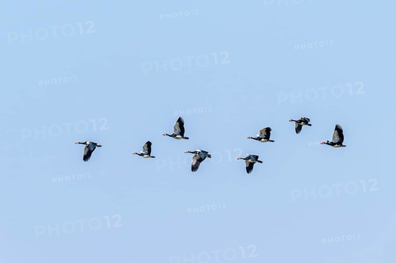 Spur goose (Plectropterus gambensis) in flight, Zambezi region, Caprivi Strip, Namibia