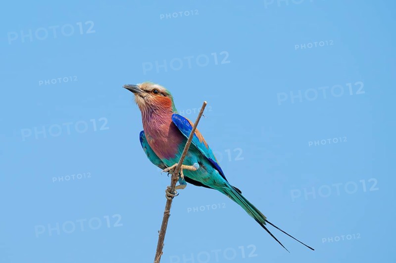 lilac-breasted roller (Coracias caudatus) sits on a branch in front of a blue sky, Moremi Game Reserve, Botswana