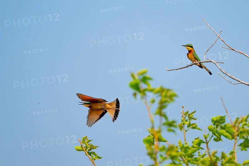 Little Bee-eater (Merops pusillus) in flight, bineater, Moremi Game Reserve, Botswana