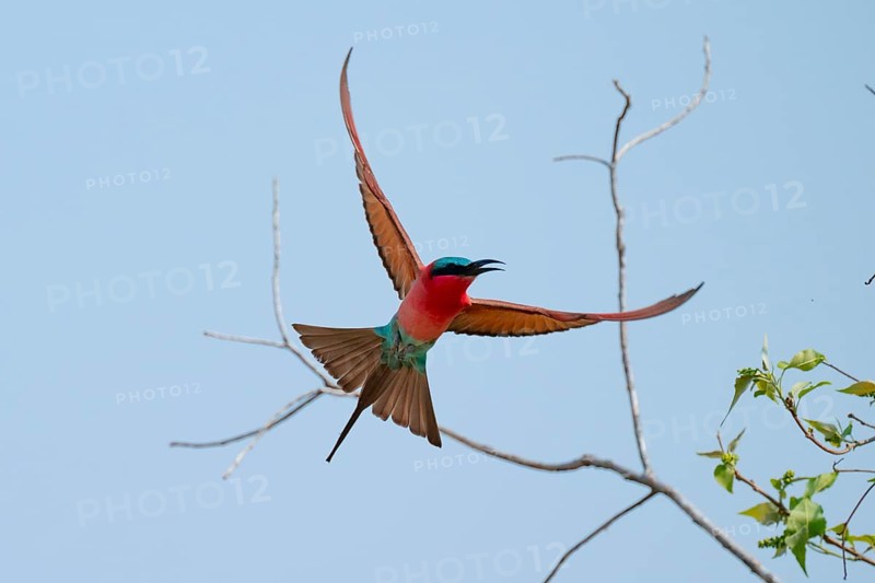 Southern carmine bee-eater (Merops nubicoides), bee-eaters flying against a blue sky, Okavango Delta, Moremi Game Reserve, Botswana