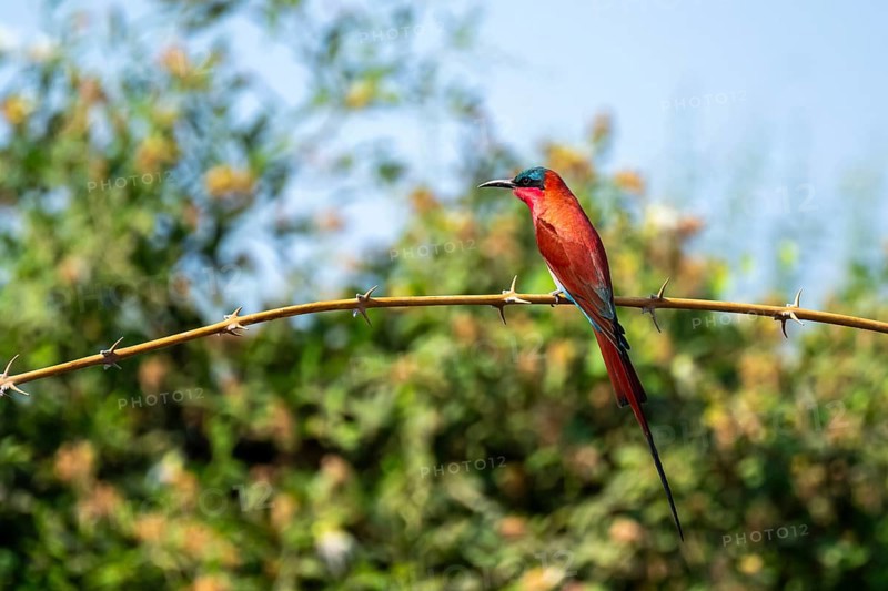 Scarlet fox (Merops nubicoides), bee-eater sitting on branch, Okavango Delta, Moremi Game Reserve, Botswana