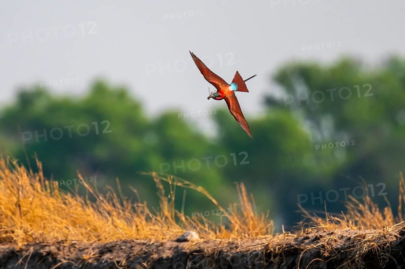 Scarlet bee (Merops nubicoides), bee-eater flying with prey, Kwando River, Zambezi region, Caprivi Strip, Namibia