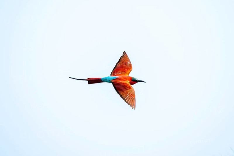 Scarlet bee (Merops nubicoides), bee-eater in flight, Kwando River, Zambezi region, Caprivi Strip, Namibia