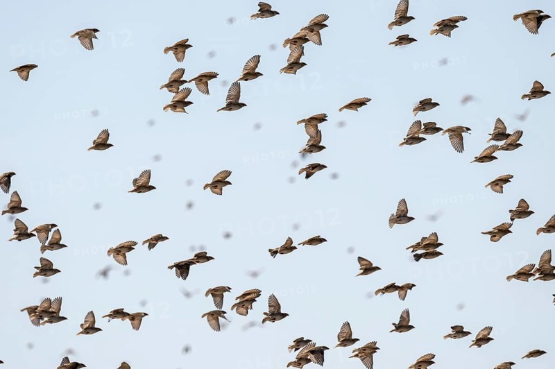 Swarm of sparrows in flight, Savuti, Chobe National Park, Botswana