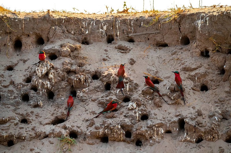 Breeding caves on the banks of the Kwando, Southern carmine bee-eater (Merops nubicoides), bee-eaters breeding, Kwando River, Zambezi region, Caprivi Strip, Namibia