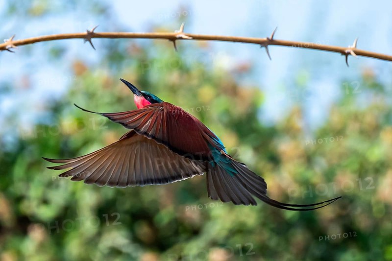 Southern carmine bee-eater (Merops nubicoides), bee-eater lands on branch, Okavango Delta, Moremi Game Reserve, Botswana