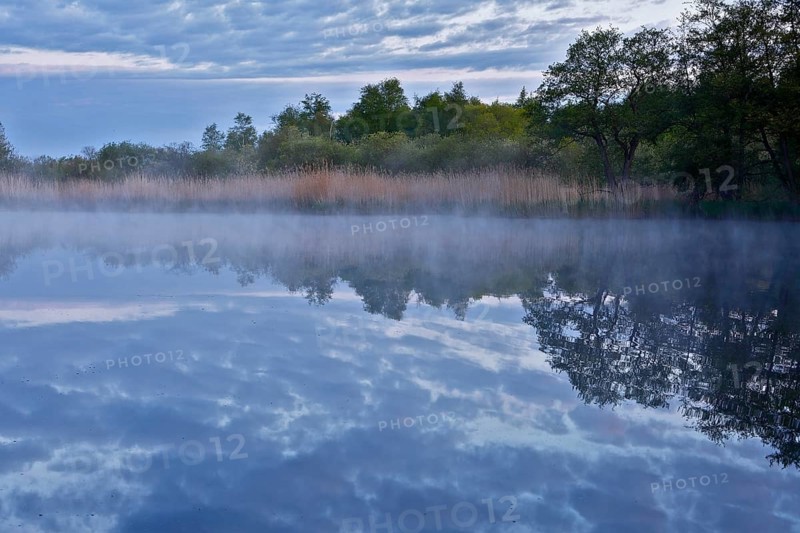 Morning fog over a lake with reeds and cloudy sky, quiet atmosphere, Peenetal nature park Park, Mecklenburg-Western Pomerania, Germany