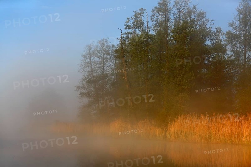 Morning sun illuminates row of trees in fog on the lakeside, Peenetal nature park Park, Mecklenburg-Western Pomerania, Germany