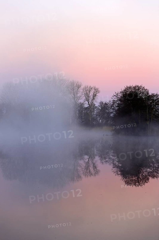 Foggy lake with trees at sunrise, pink sky reflected in water, Peenetal nature park Park, Mecklenburg-Western Pomerania, Germany