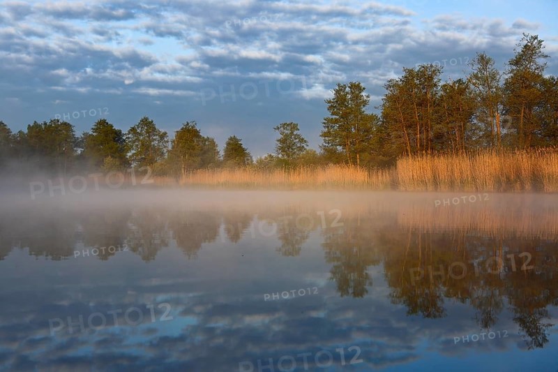 Sun-drenched reeds and trees are reflected in foggy water, Peenetal nature park Park, Mecklenburg-Western Pomerania, Germany