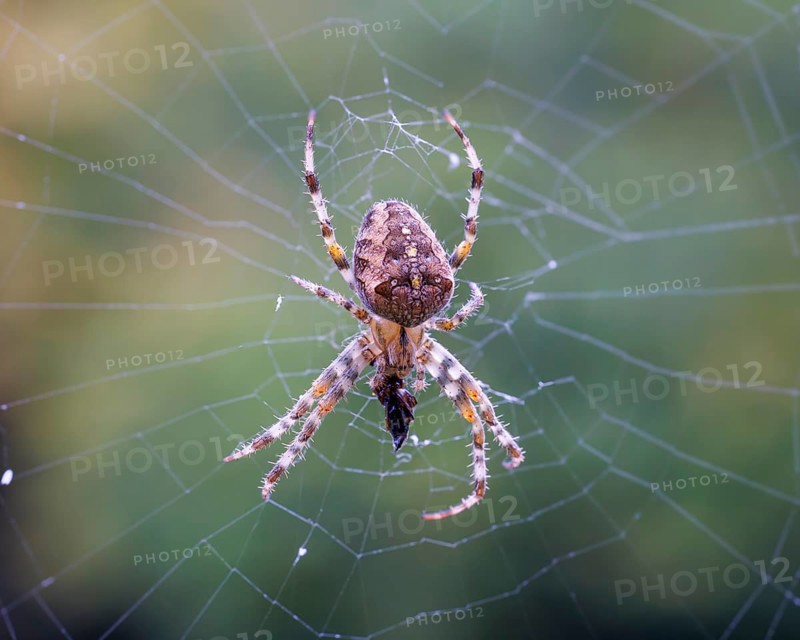 Garden spider (Araneus diadematus), Germany