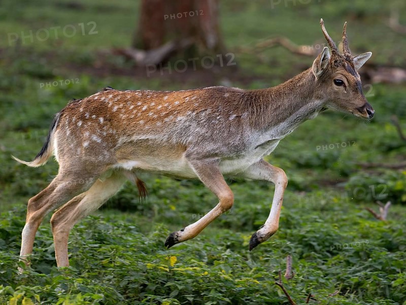 A fallow deer jumping, North Rhine-Westphalia, Germany