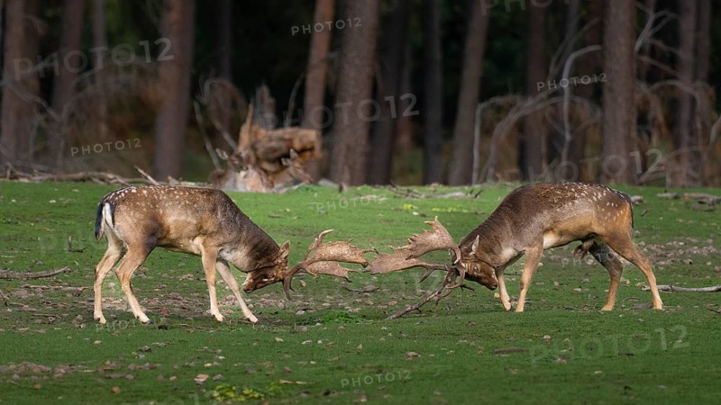 Fallow deer fighting, North Rhine-Westphalia, Germany