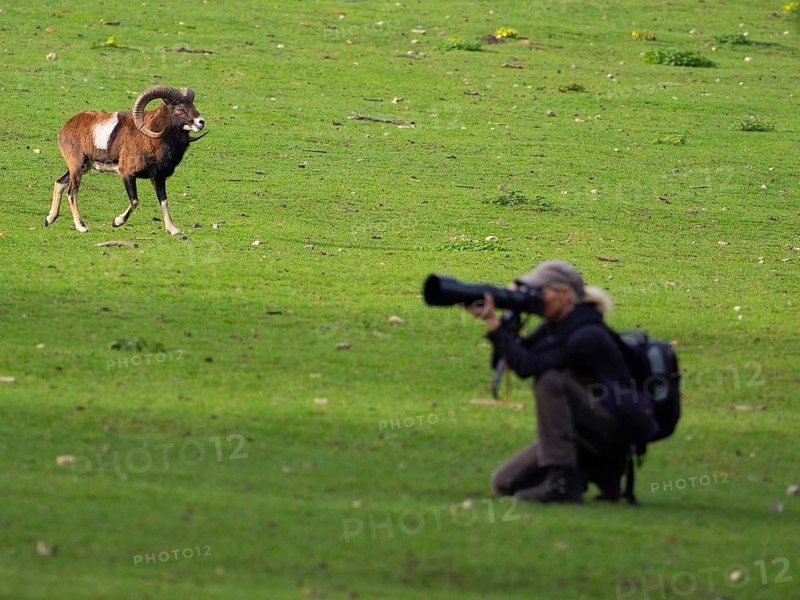 An animal photographer and a mouflon, North Rhine-Westphalia, Germany