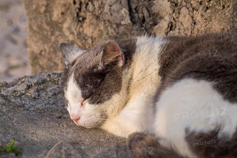House cat (Felis silvestris catus), Portugal