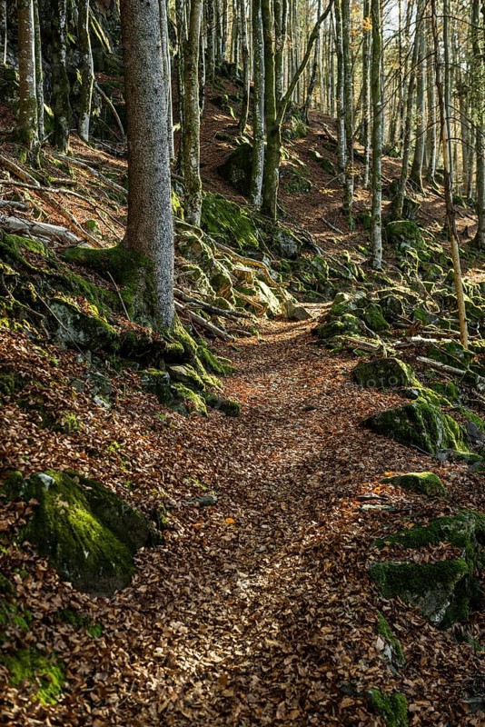 Hiking trail, Zweribach Waterfalls, protected forest, St MÃ¤rgen, Black Forest, Southern Black Forest, Baden-WÃ¼rttemberg, Germany