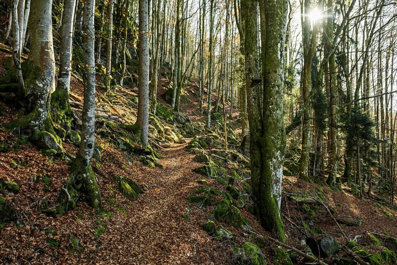 Hiking trail, Zweribach Waterfalls, protected forest, St MÃ¤rgen, Black Forest, Southern Black Forest, Baden-WÃ¼rttemberg, Germany