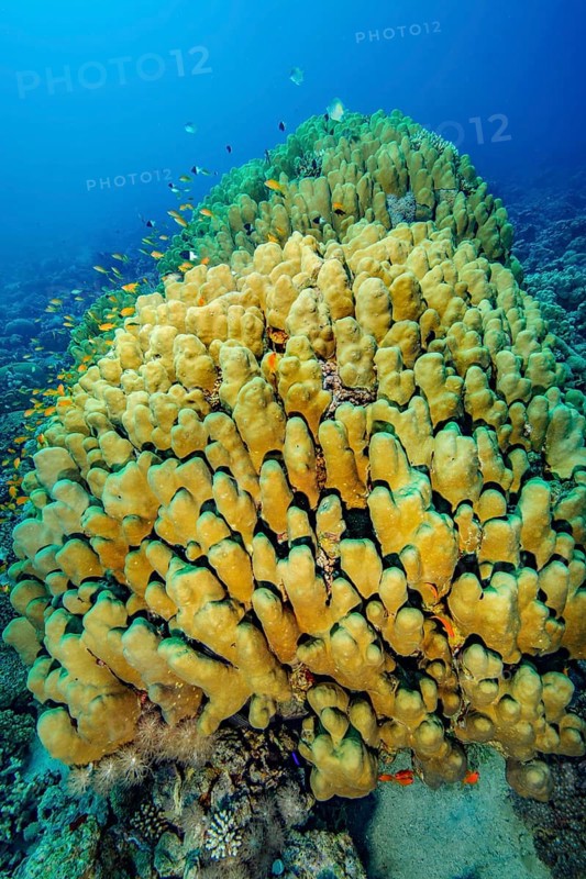 Underwater photo of intact reef-building dome coral (Porites nodifera) coral block of living healthy hard corals Hard corals in tropical coral reef, Indo-Pacific, Philippines