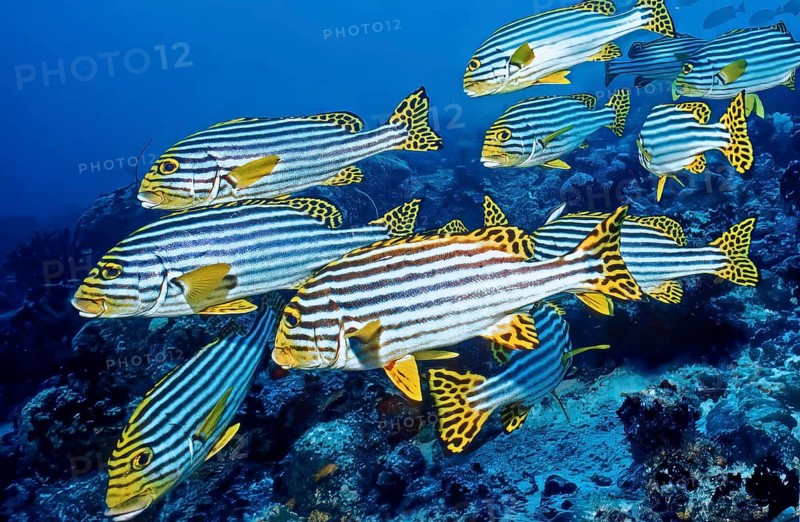 Underwater photo of small swarm group of striped oriental sweet lip (Plectorhinchus vittatus), Indian Ocean, Maldives