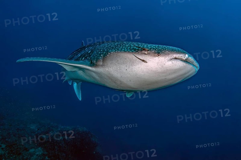 Underwater photo of Great whale shark (Rhincodon type) plankton-eater swimming past coral reef in front of observer through blue sea, Pacific