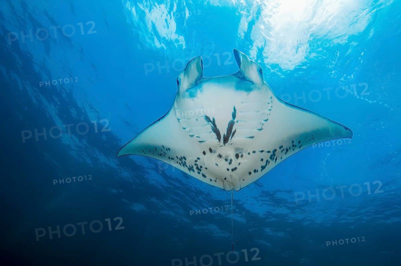 Manta ray (Mobula birostris) Manta swims below water surface through blue sea, tropical waters, Pacific, international