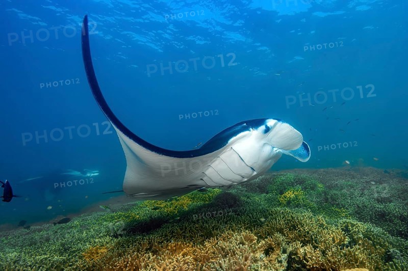 Underwater photo of manta rays (Mobula alfredi) Riffmanta Manta swims in floating over cleaner station in shallow coral reef of reef-forming hard corals (Scleractinia), Pacific