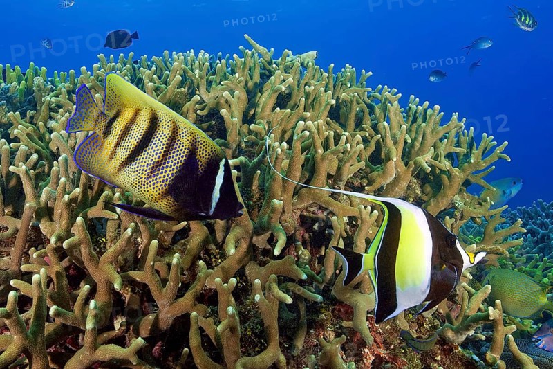 Underwater photo from left six-banded angelfish (Pomacanthus sexstriatus) right halter fish (Zanclus cornutus), Pacific Ocean, Yap State, Caroline Islands, FSM, Federated States of Micronesia, Australia, Oceania