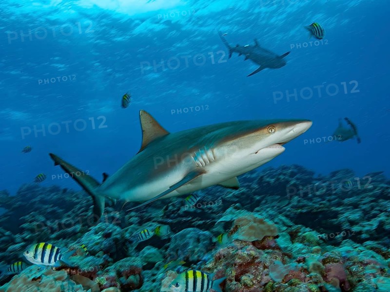 Underwater photo of gray reef shark (Carcharhinus amblyrhynchos) hunting for prey in coral reef, Red Sea, Indian Ocean, Pacific