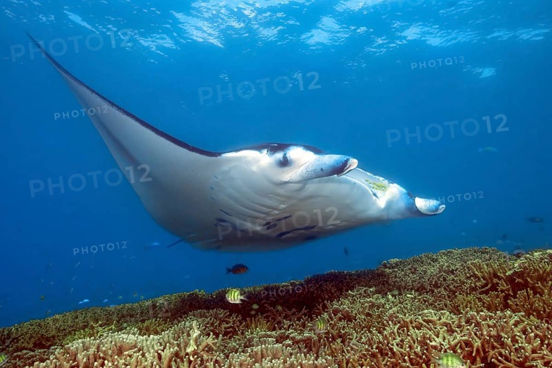 Underwater photo of manta rays (Mobula alfredi) Riffmanta Manta swims at cleaning station in shallow coral reef of reef-building stony corals (Scleractinia), Pacific